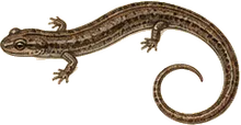 Long-tailed Salamander