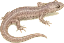 Cave Salamander