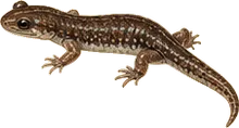 San Marcos Salamander