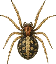 Ant-eating Spider