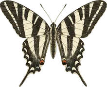 Zebra Swallowtail