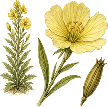 Common Evening Primrose