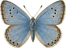 Eastern Tailed-Blue