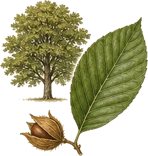 American Beech