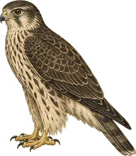 Merlin