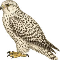 Gyrfalcon
