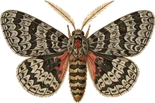 Subgothic Dart Moth