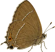 Harvester