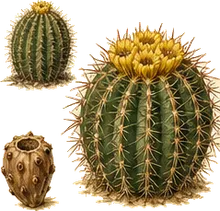 Barrel Cactus