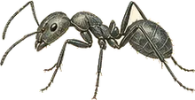 Forelius Ant