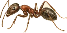 Mound Ant