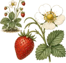 Wild Strawberry
