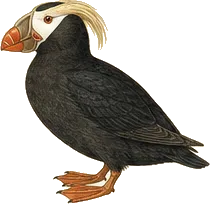 Tufted Puffin
