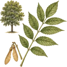White Ash