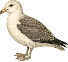 Northern Fulmar