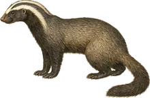 Greater Grison