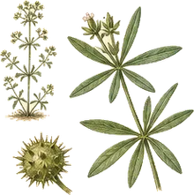 Cleavers