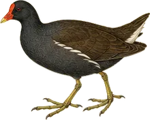 Common Gallinule