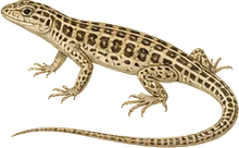 Long-nosed Leopard Lizard
