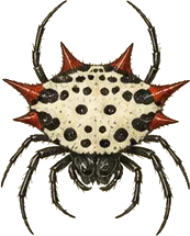 Spiny Orb Weaver