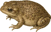 Eastern Narrow-mouthed Toad