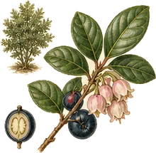Salal