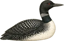 Common Loon
