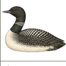 Pacific Loon