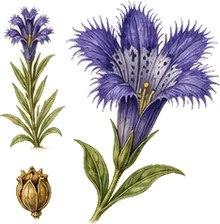 Greater Fringed Gentian
