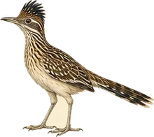 Greater Roadrunner