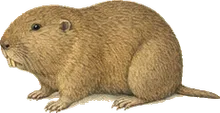 Southeastern Pocket Gopher