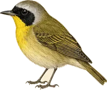 Common Yellowthroat