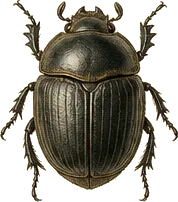 Common Dor Beetle