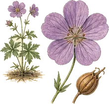 Wild Geranium