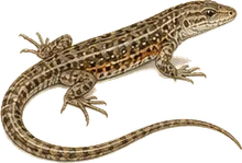 Texas Alligator Lizard