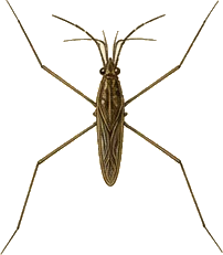 Water Strider