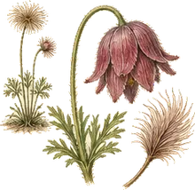 Prairie Smoke
