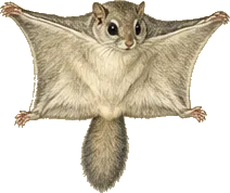 Northern Flying Squirrel