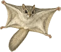 Southern Flying Squirrel