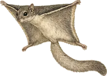 Texas Flying Squirrel