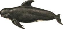 Short-finned Pilot Whale