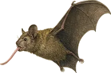 Pallas's Long-tongued Bat