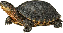 Bog Turtle