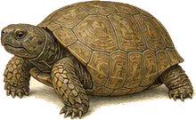 Gopher Tortoise