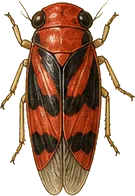 Red-banded Leafhopper