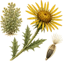 Gumweed