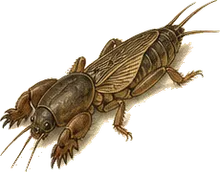European Mole Cricket
