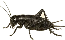 Fall Field Cricket