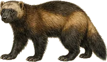 North American Wolverine