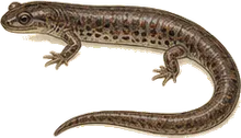 Spring Salamander